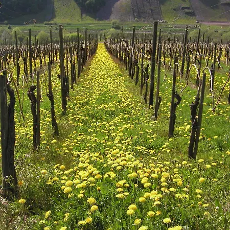Ferienweingut Hirschen Schulstrasse B&B 4*