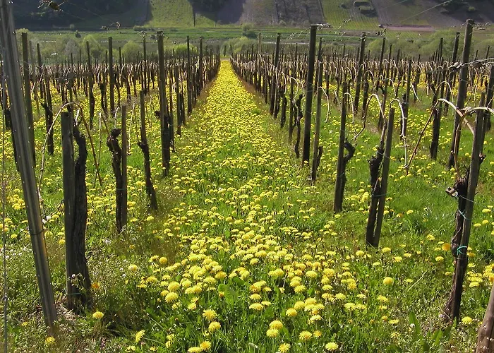 Ferienweingut Hirschen Schulstrasse Отель типа 